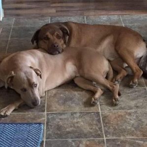 Meet your Posher, Dennis